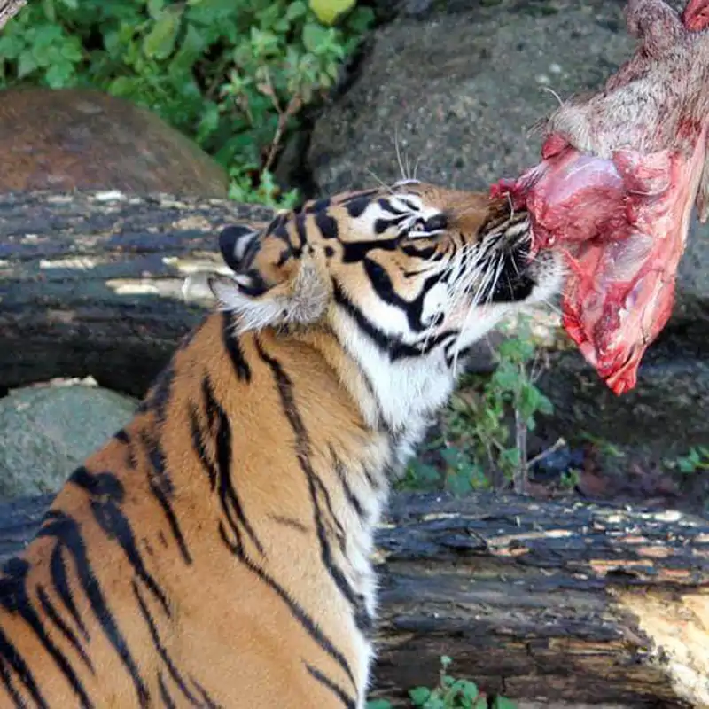 Tigre - Dónde viven, qué comen y por qué no son felinos