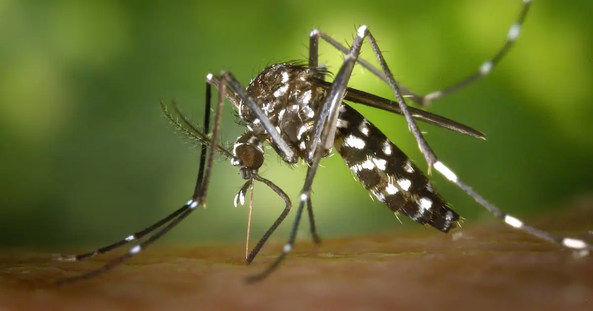 Chikungunya Response: China’s COVID-Like Measures – National Geographic