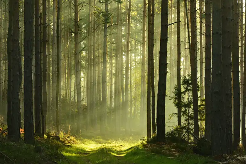 La luz no se dispersa al azar; sigue un camino muy especial: el camino que tarda menos tiempo en recorrer. 