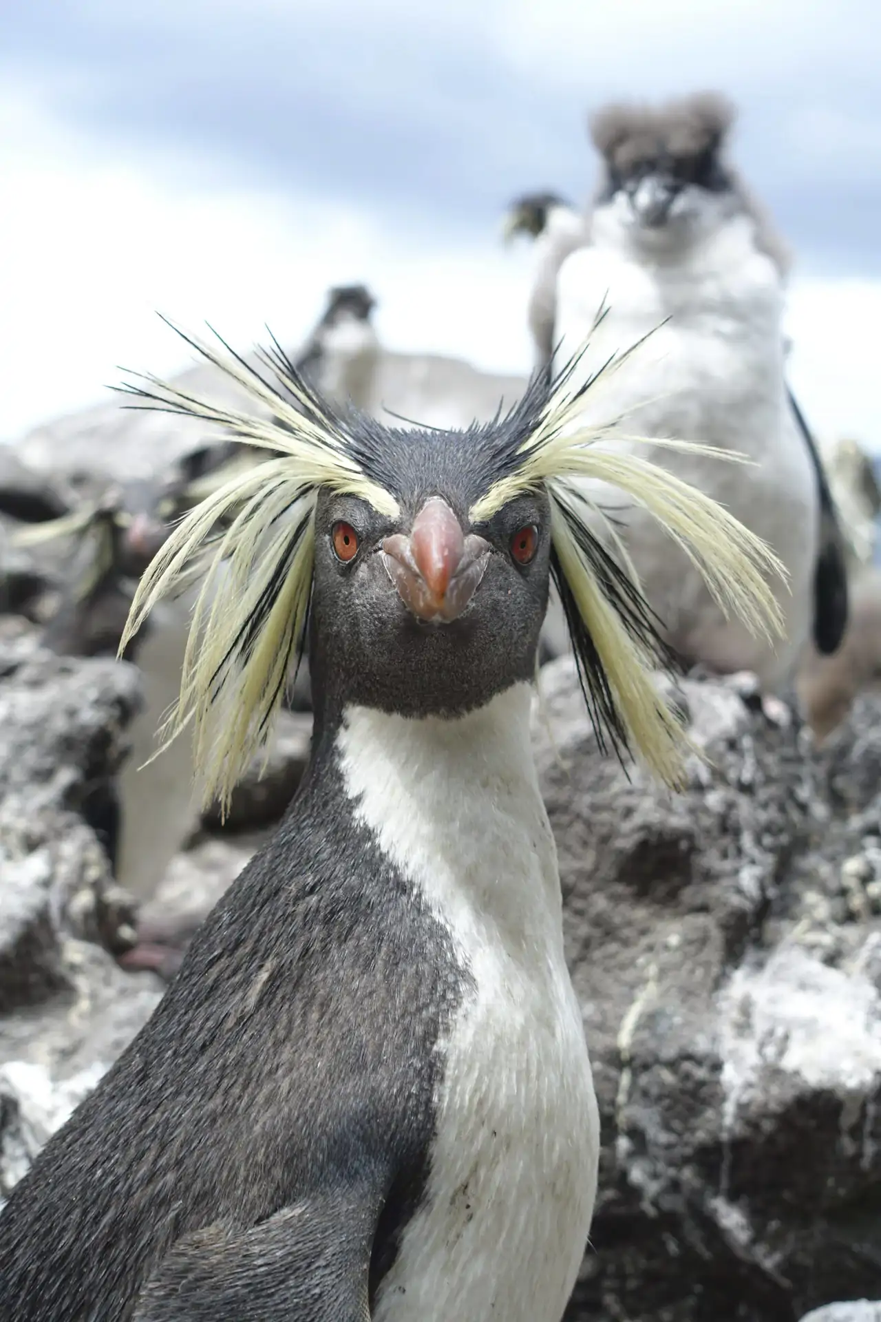 2-pinguino_559260ab_250813195712_1280x1920.webp