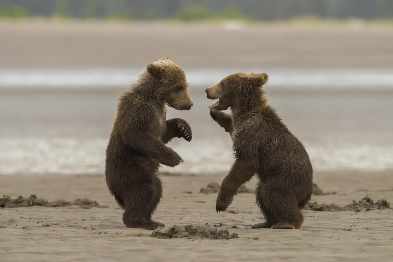 3-ositos_76653085_250814170145_1280x854.webp