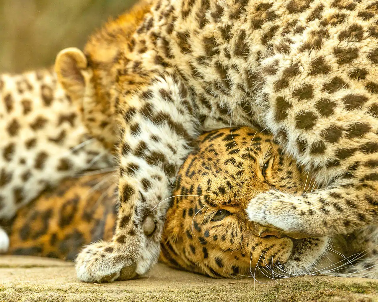7-leopardo-v2_038f08a8_250814174300_1280x1024.webp
