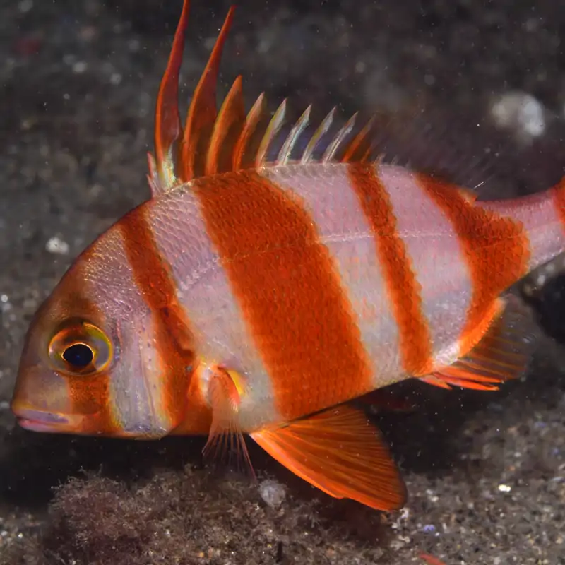 Antoni Alarcon, director del Zoo de Barcelona, sobre la recuperación del fondo  marino: “No conozco una ciudad que en los últimos tiempos haya hecho ese  esfuerzo para mejorar la calidad... si fuéramos
