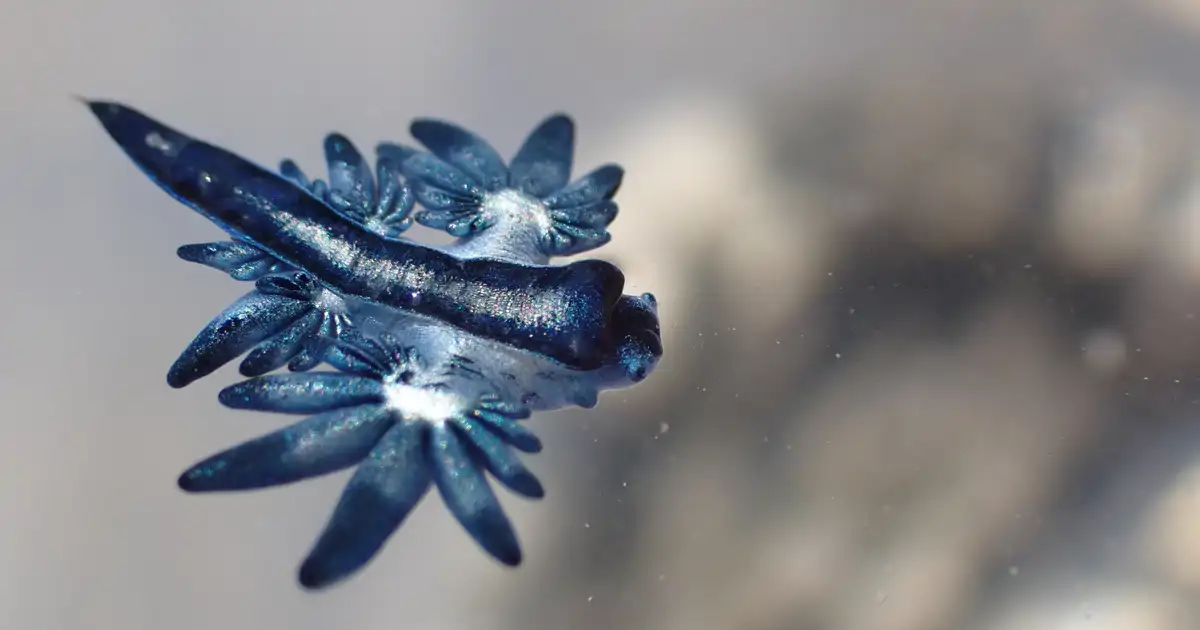 5 datos sobre el dragón azul y su presencia en España