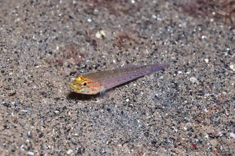 Fondo marino Barcelona Port Olímpic
