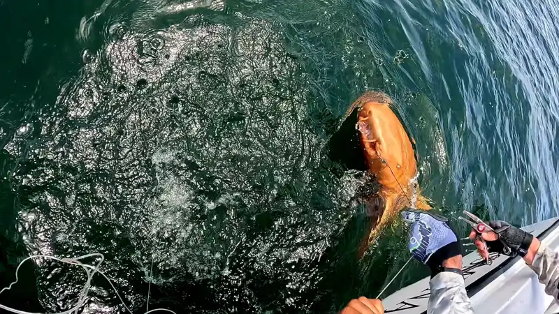 Pesca tiburón nodriza