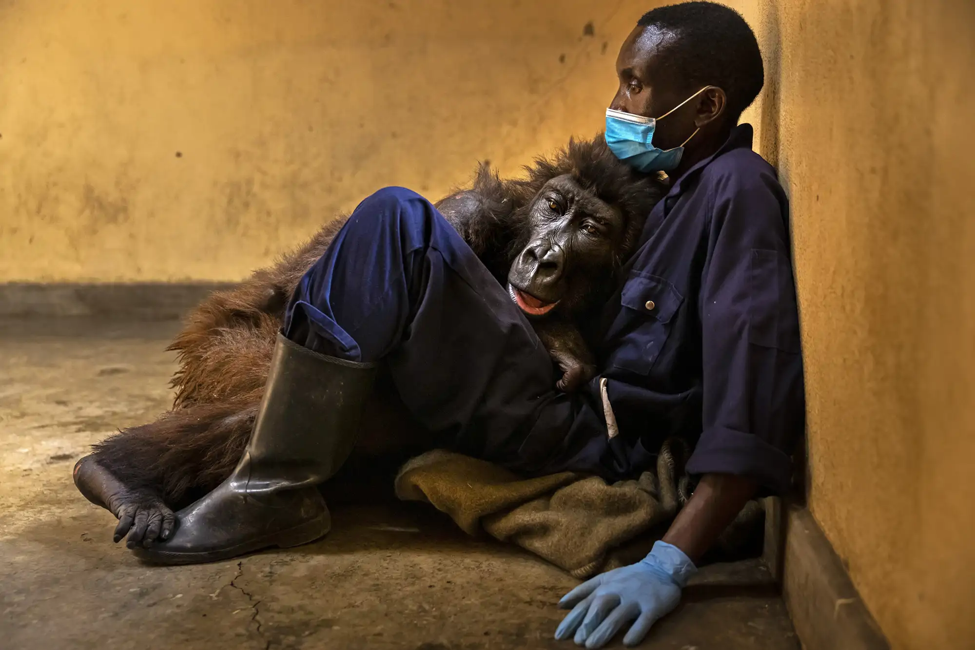 cuidador-de-gorilas-de-montana-virunga-2025-visa-pour-limage_7f575ca9_250915153811_2000x1334.webp