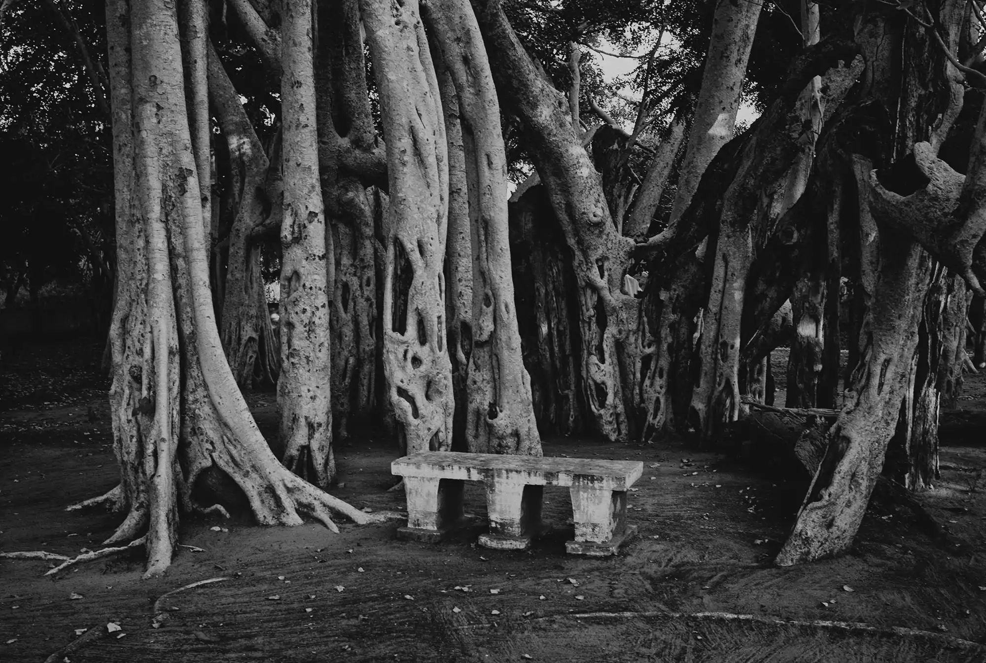 santuario-fjhamy-madagascar-2025-visa-pour-limage_e0c1f075_250915153821_2000x1345.webp