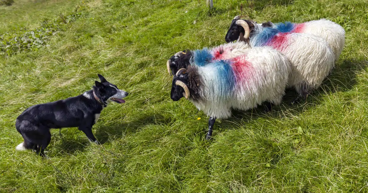 Ovejera Tradition – National Geographic Spain