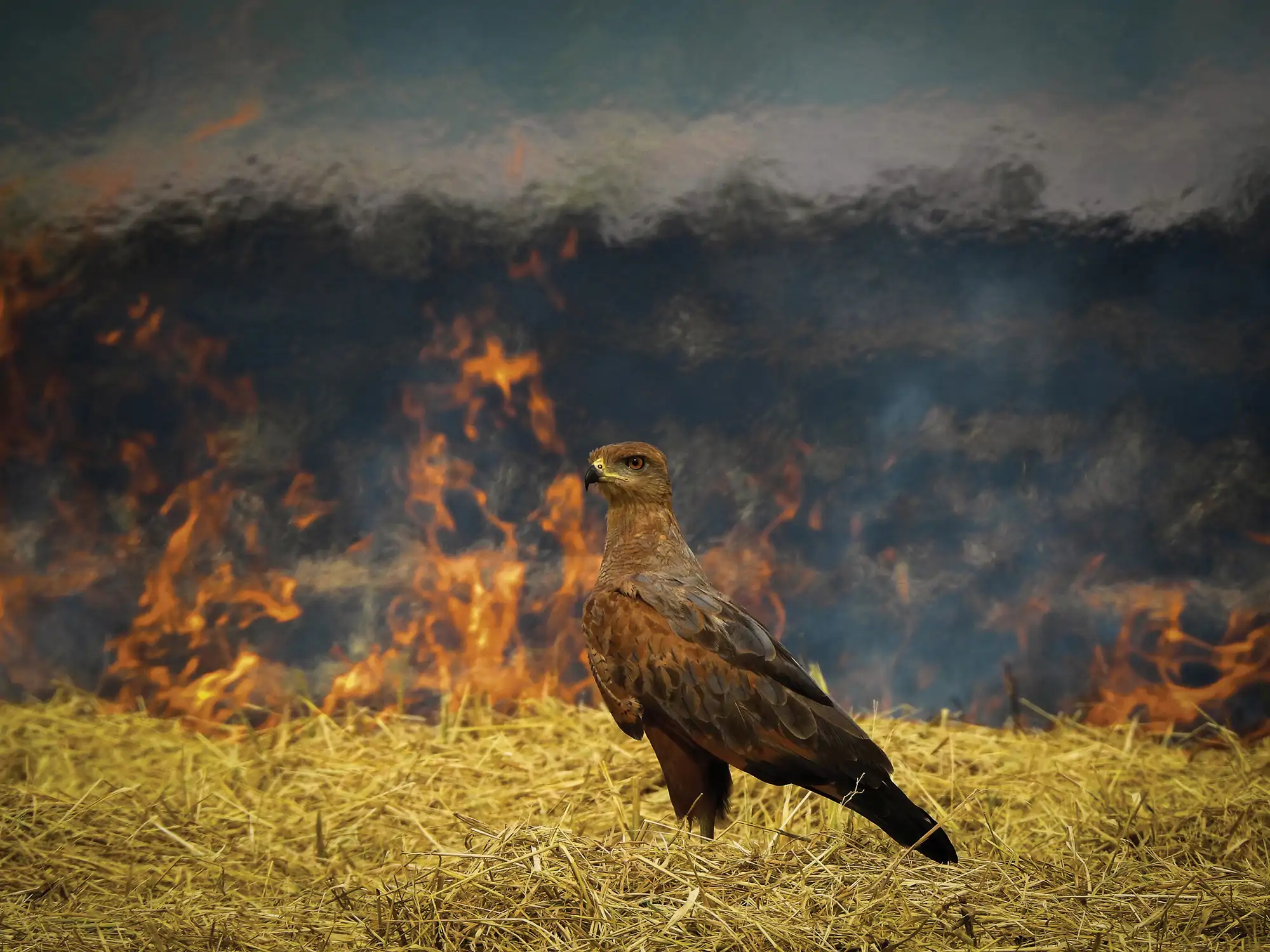 fotos-de-aves-premios-cc-conservation-winner-aud-apa-la-2025-savanna-hawk-a1-40634-0-photo-luis-alberto-pena-lr_eb701af9_250925114458_2000x1500.webp