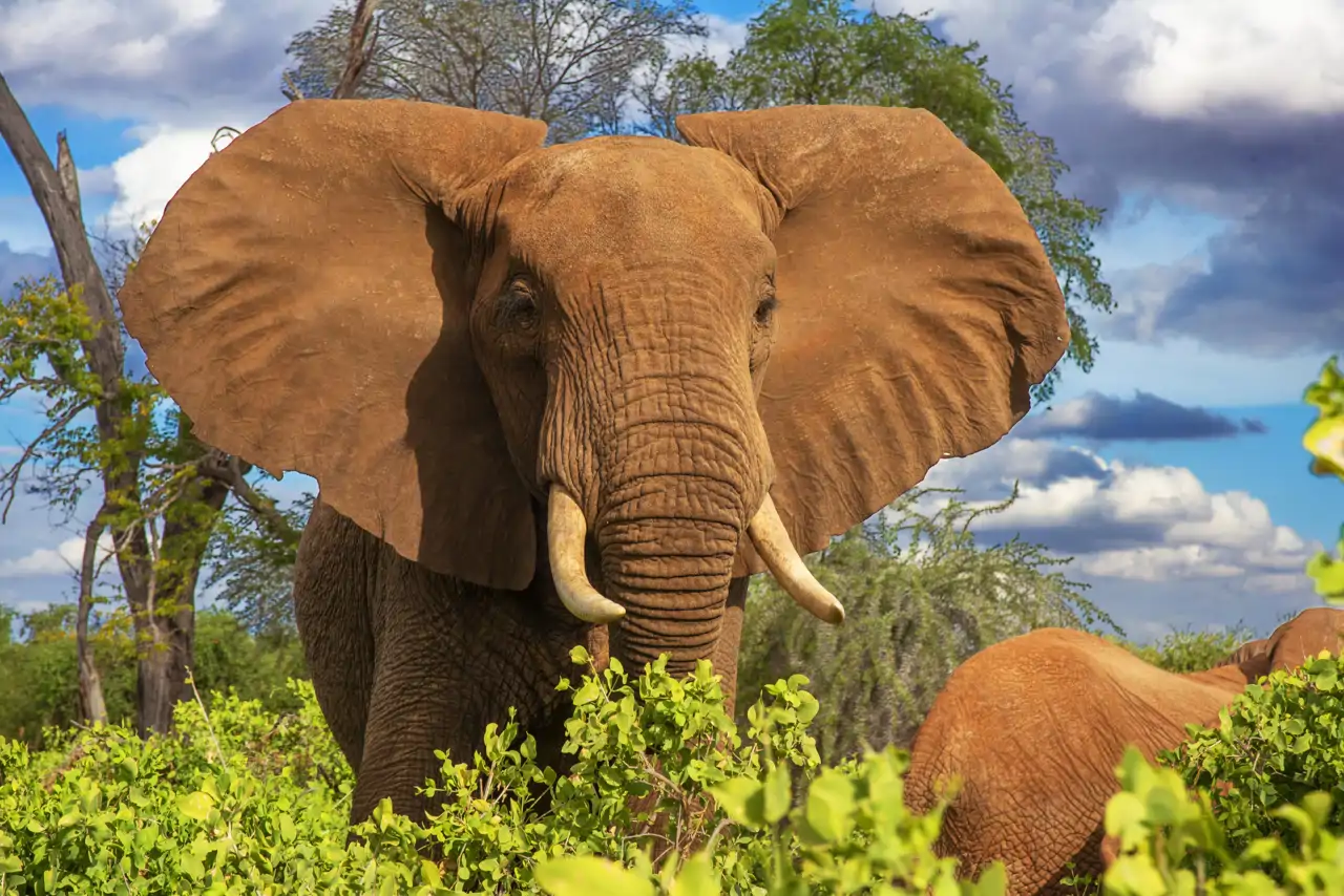 1-elefante_819f7e8a_250928175627_1280x854.webp