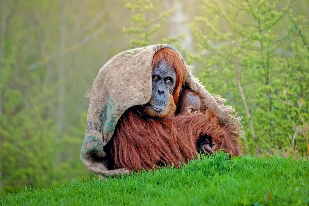 12-orangutanes_a1480324_251001140924_1280x853.webp