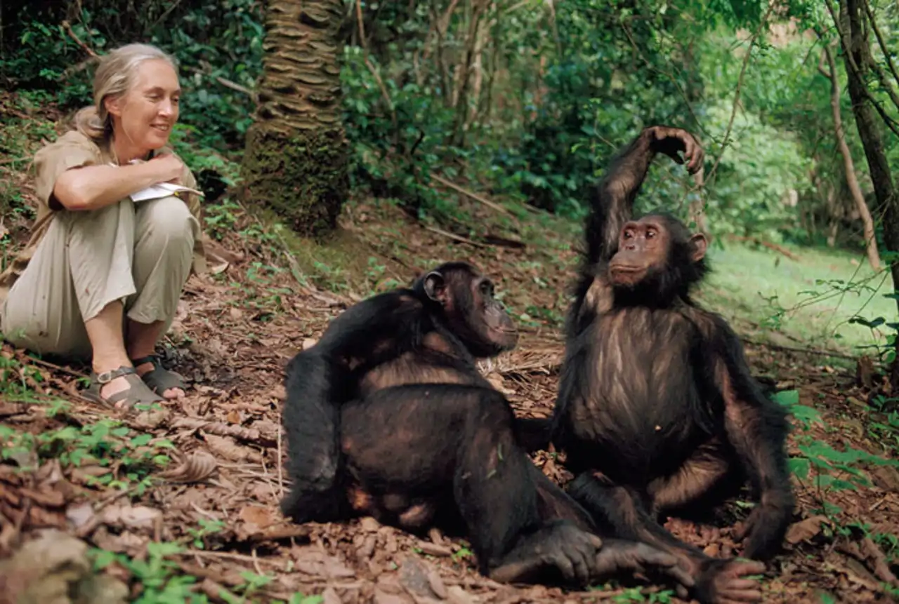 Jane Goodall: una vida dedicada a los chimpancés