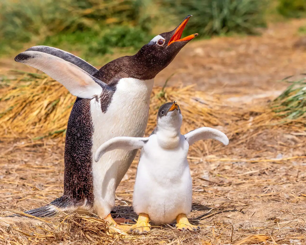 21-pinguinos-2_eda9d633_251011175828_1280x1024.webp