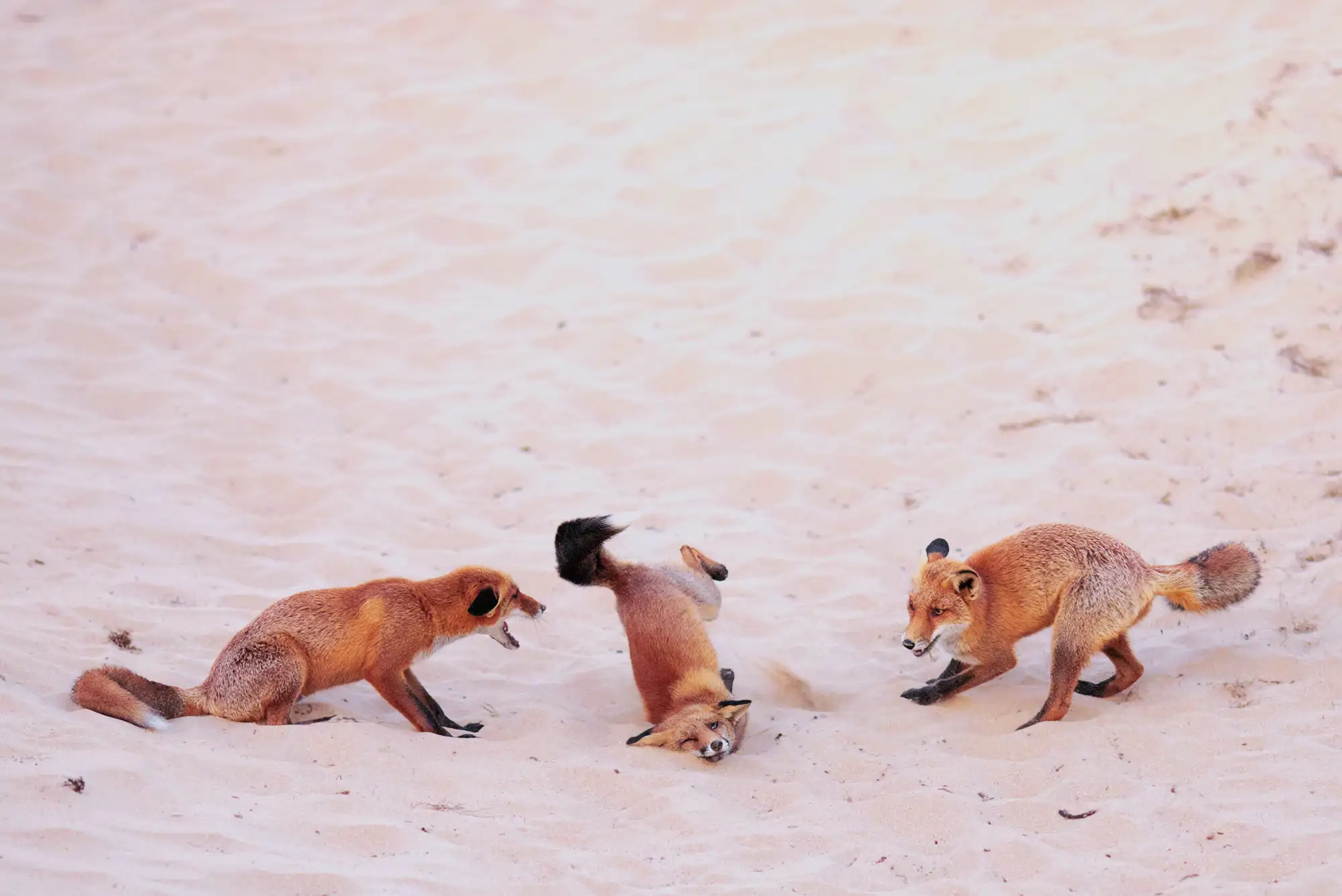 hit-the-dance-floor-foxes-in-a-breakdance-battle_f8f5d7ec_251023104042_2000x1335.webp