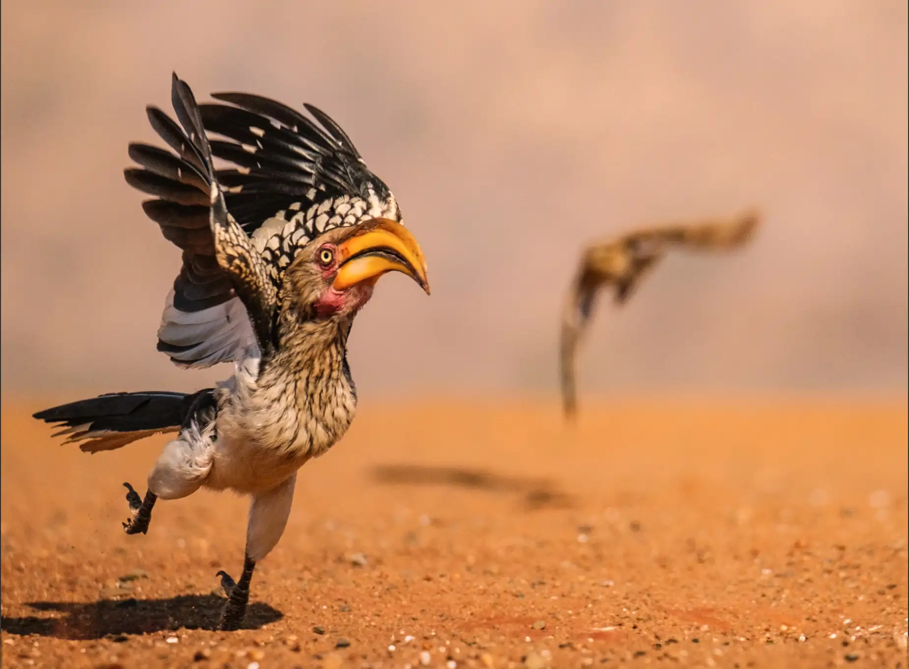 hornbill-in-a-hurry_e2e0ff24_251023104049_1848x1360.webp
