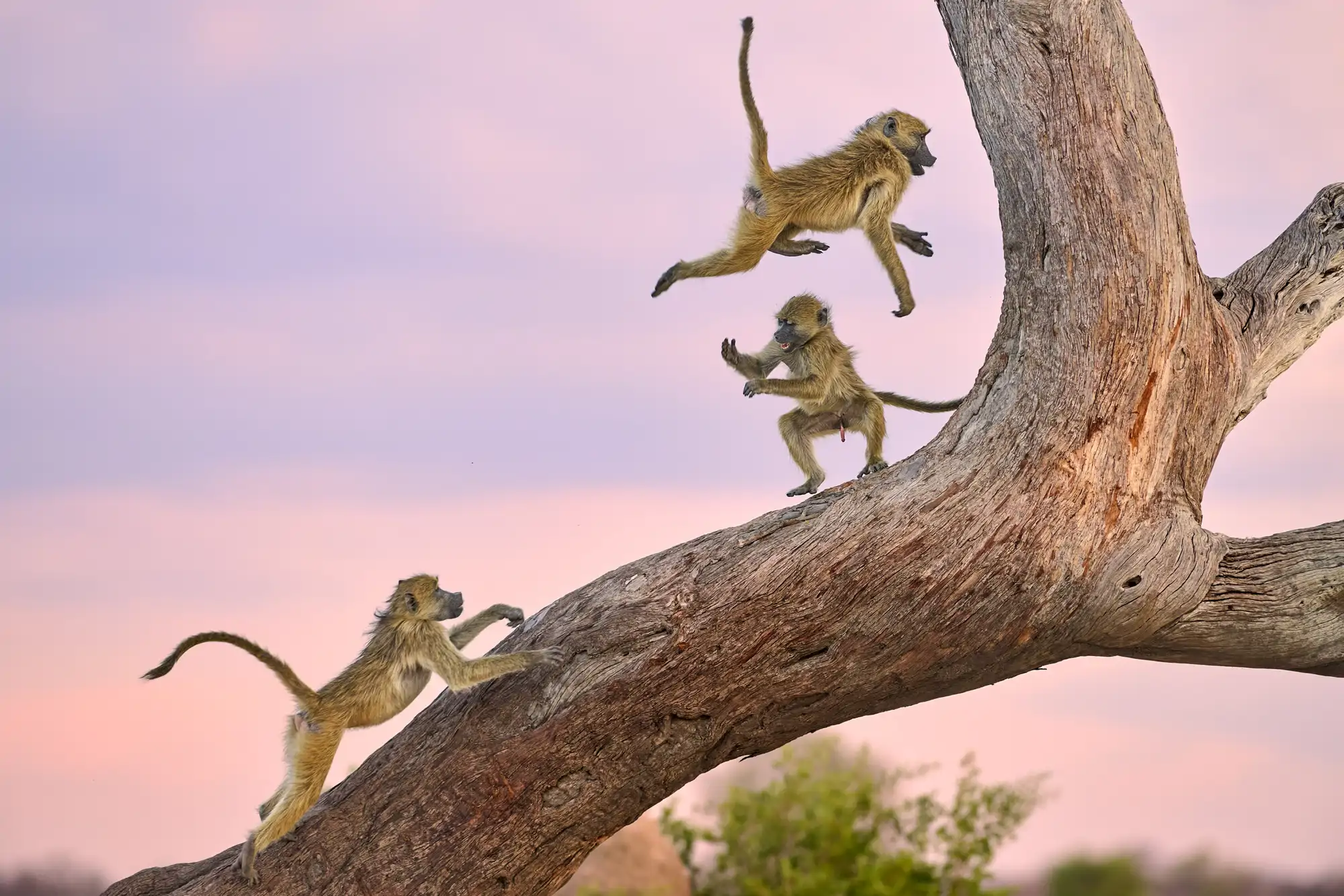 monkey-circus_f82831ee_251023104236_2000x1333.webp