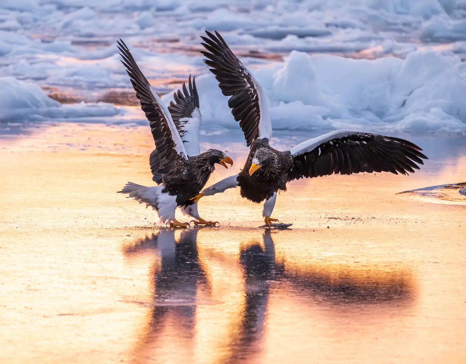 steller-eagles-practice-kung-fu-tango_d938ebc9_251023104044_1535x1200.webp