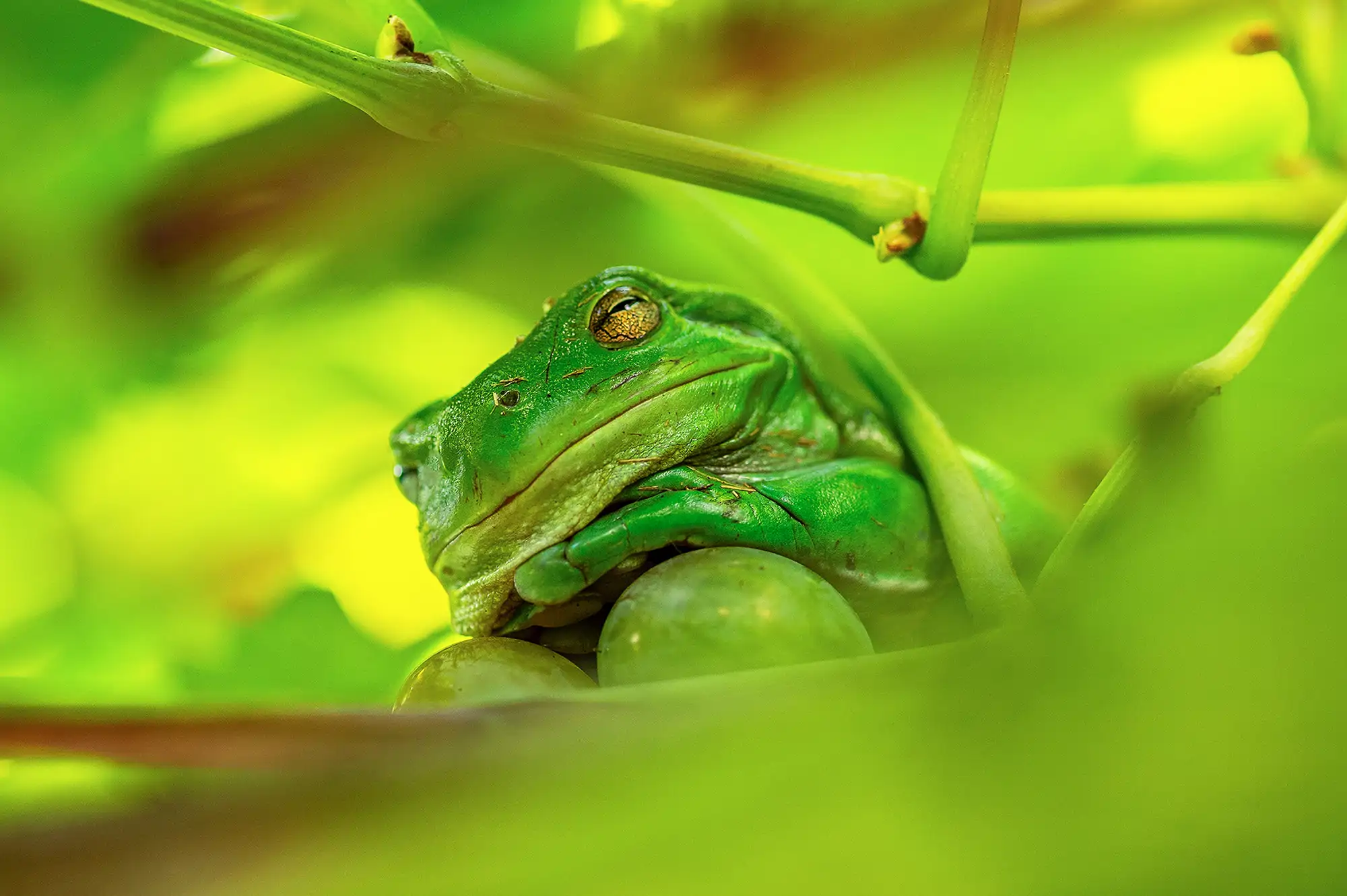 the-frog-prince-of-the-grape-vine_d54a2d0a_251023104253_2000x1331.webp