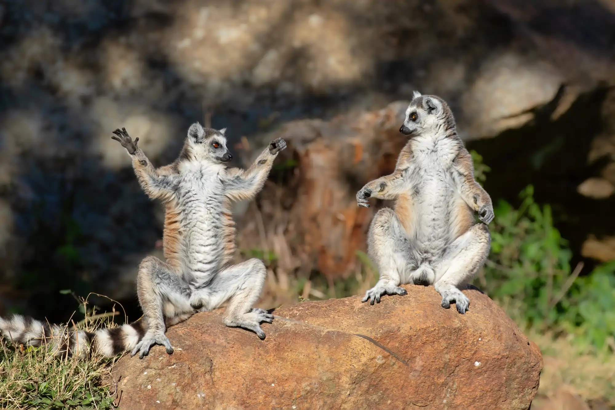welcome-to-zen-lemur-yoga-course_609f3242_251023104213_2000x1333.webp