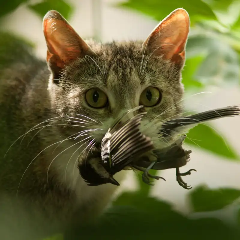 Gatos y pájaros (iStock, Ornitolog82)