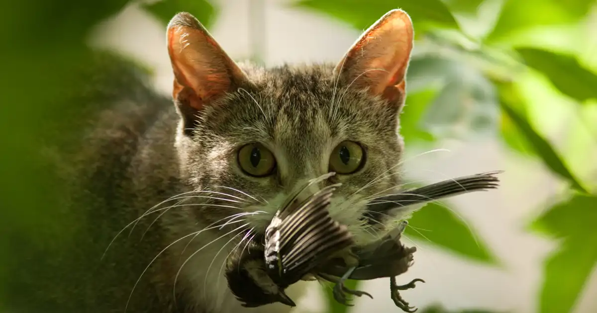 España tiene un problema con los gatos