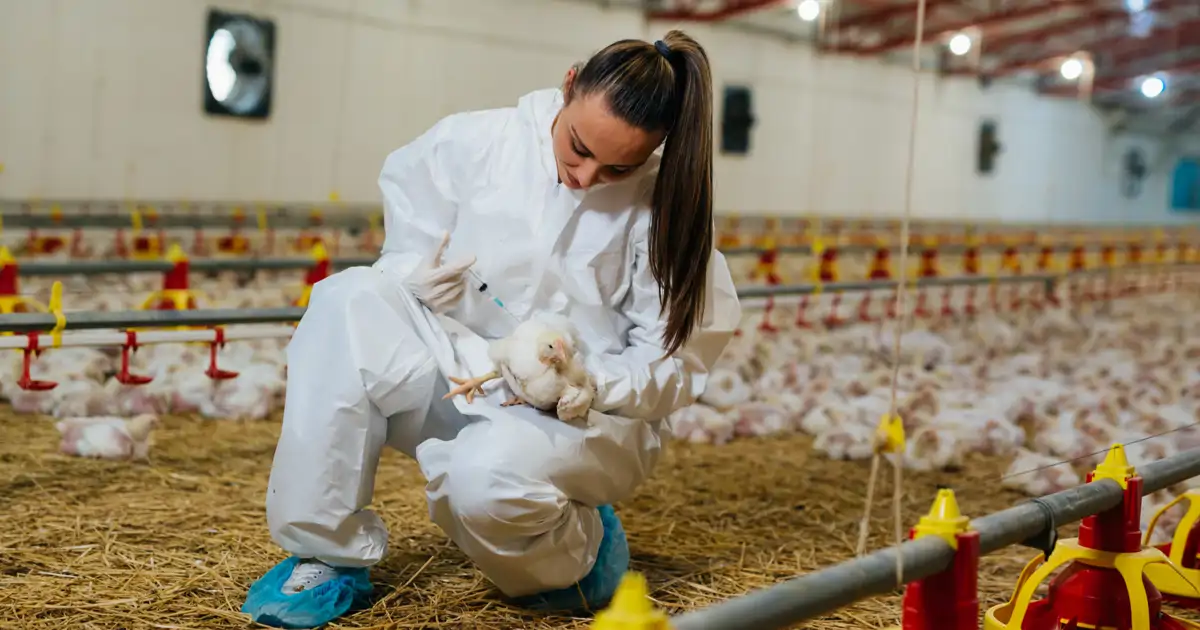 Prohíben en España la cría de aves de corral debido al brote de gripe aviar