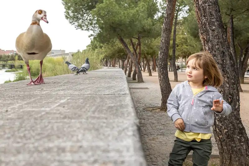 Las autoridades sanitarias extreman las precauciones en oto&#241;o debido al tr&#225;nsito de especies silvestres durante la temporada de invernada.&amp;nbsp; 