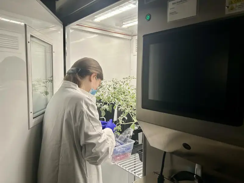 La Dra. Karine Prado trabajando con T. oblongifolia dentro de una c&#225;mara de cultivo vegetal personalizada para simular las condiciones del Valle de la Muerte. 