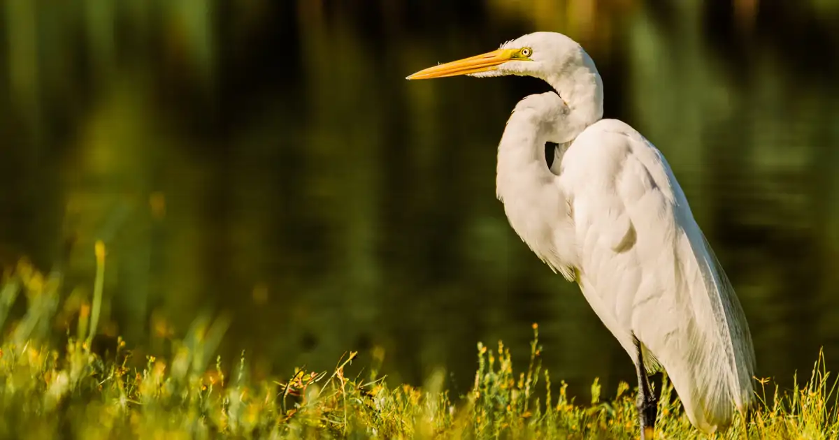 Garza blanca