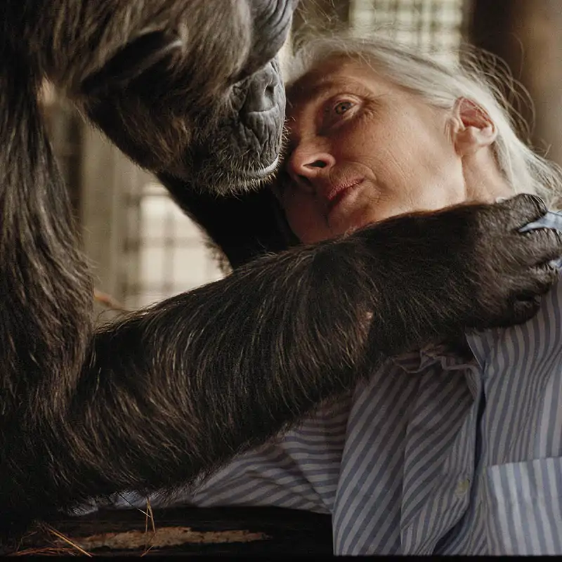 Jane Goodall, la mujer que hablaba con los chimpancés