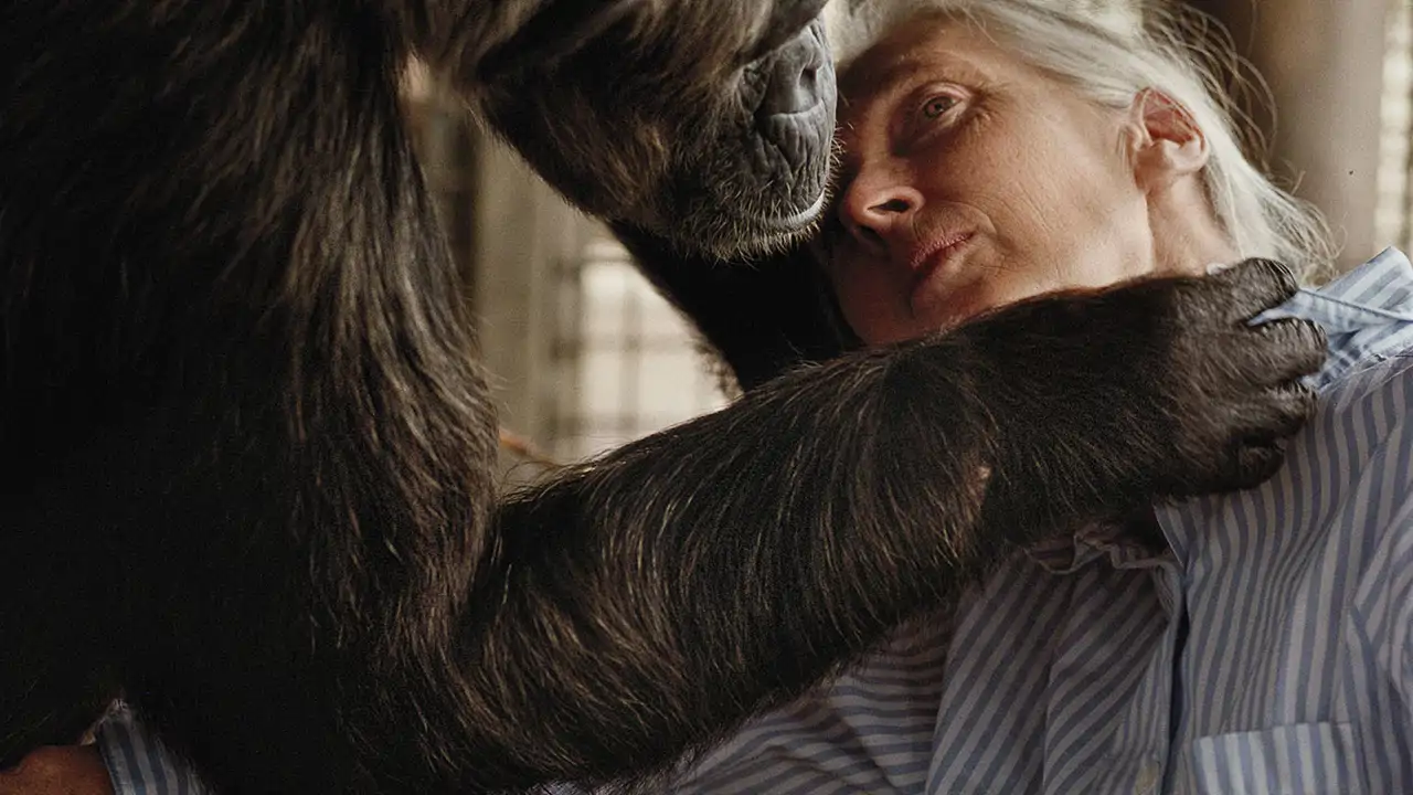 Jane Goodall, la mujer que hablaba con los chimpancés