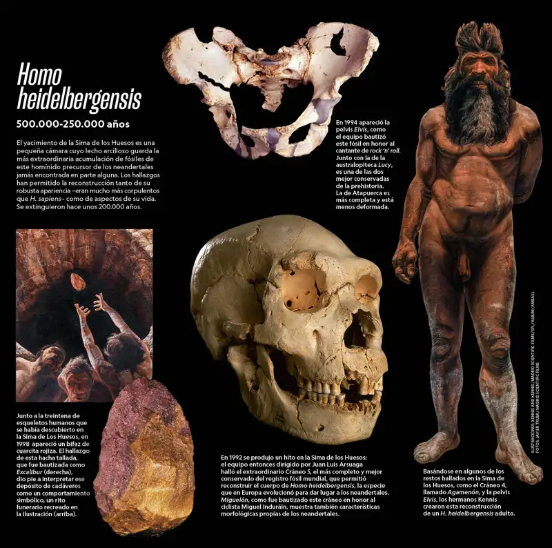 Miguel n Elvis Homo Heidelbergensis La Especie Precursora De Los Miguel n Elvis Homo Heidelbergensis La Especie Precursora De Los