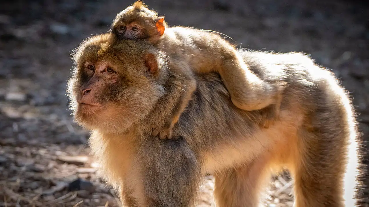 Así han vuelto a la libertad los macacos de Berbería 