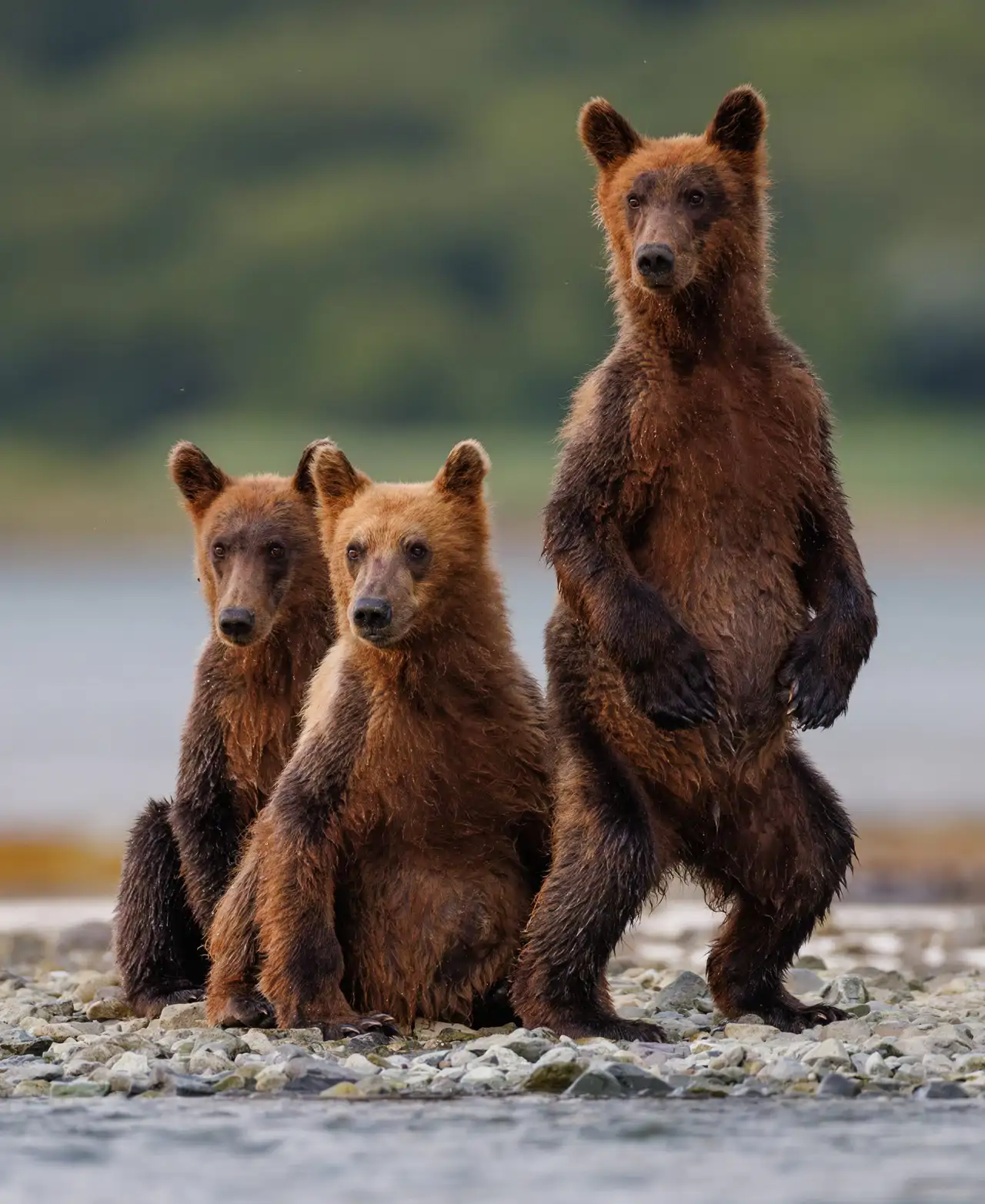 cachorros-de-osos-en-alaska_2e8013ab_251121144613_1280x1565.webp