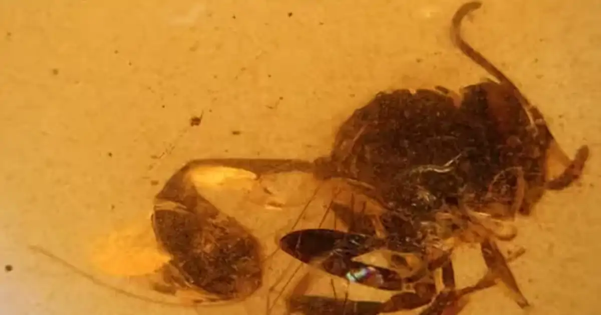 Encuentran una avispa fósil gigante en El Soplao, atrapada hace 105 millones de años