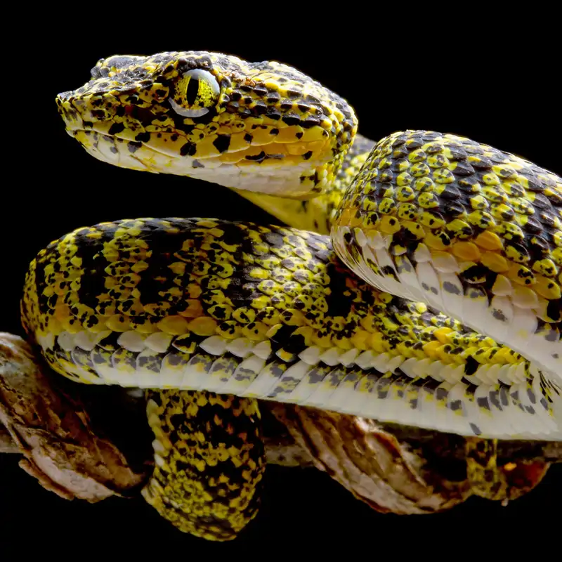 Crean una cámara de visión térmica en 4K inspirada en las serpientes