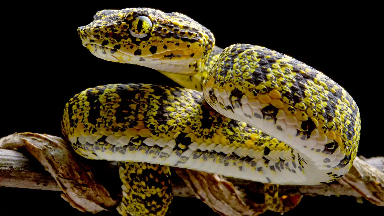 Crean una cámara de visión térmica en 4K inspirada en las serpientes