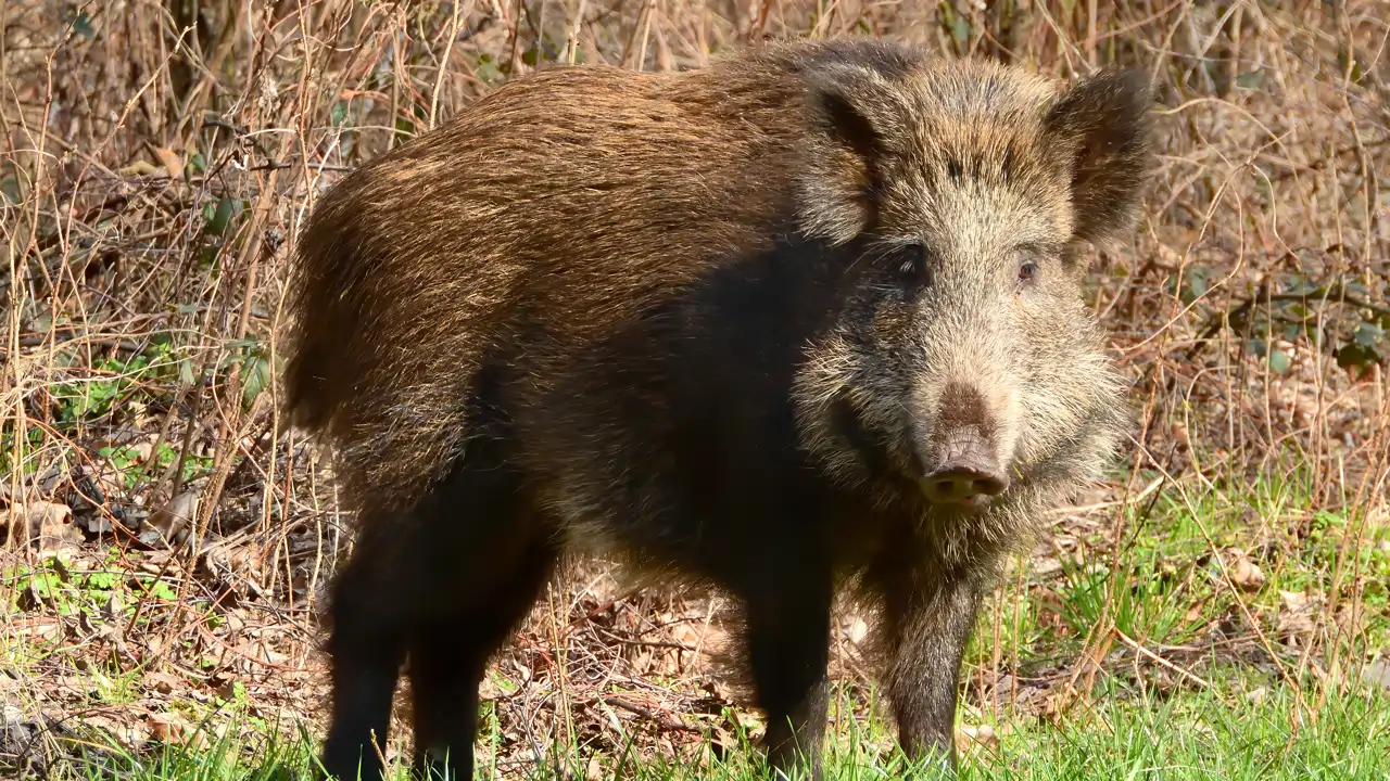 Ocho preguntas sin resolver sobre lo que va a pasar con la peste porcina africana