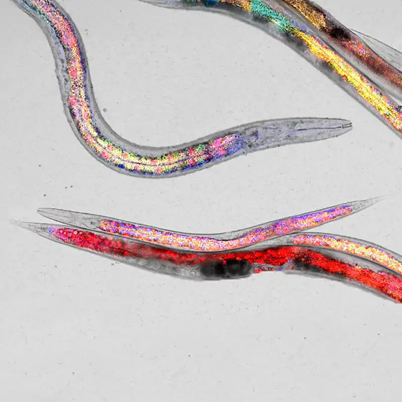 Un gusano podría tener el secreto de cómo comer para envejecer mejor