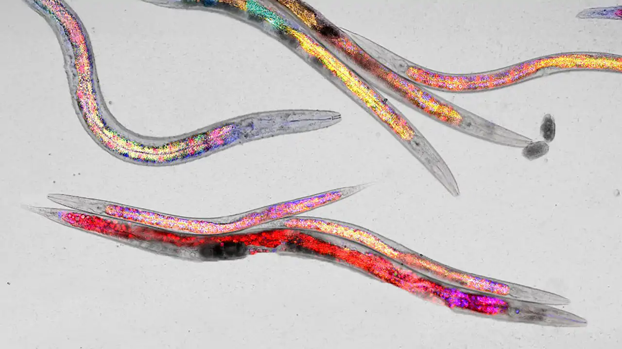 Un gusano podría tener el secreto de cómo comer para envejecer mejor