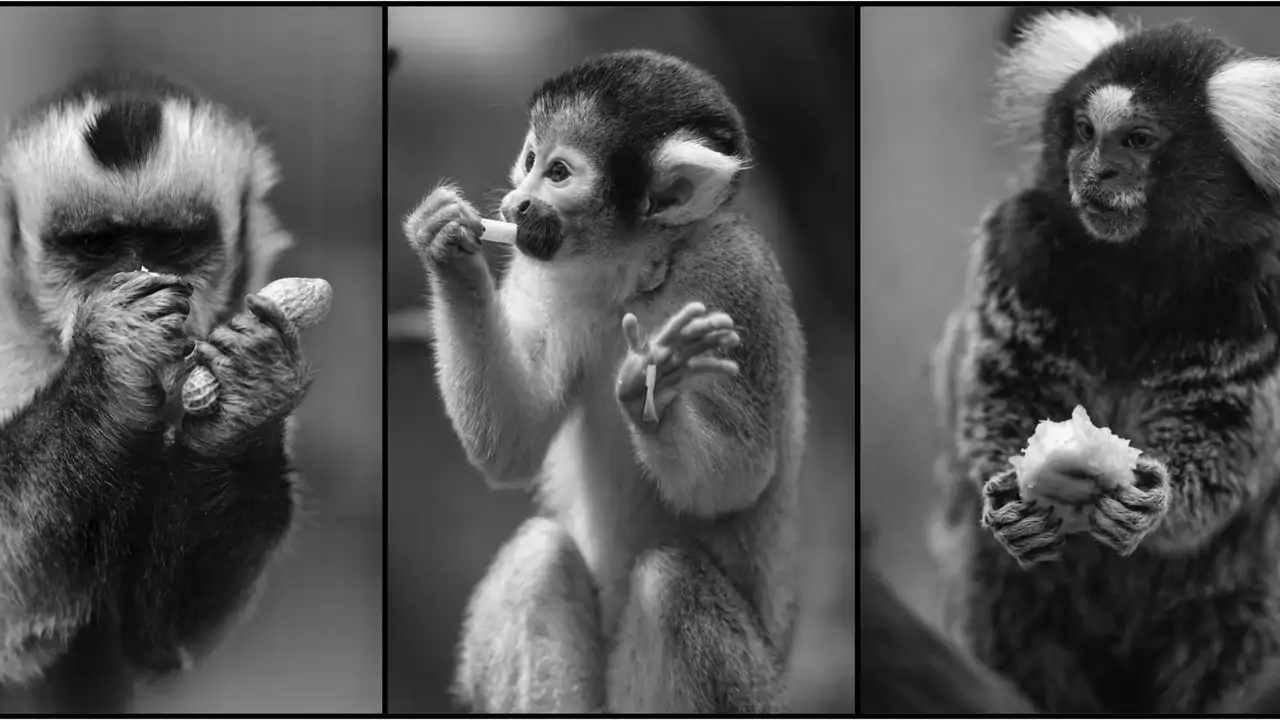 ¿Pueden los animales ser engañados con un truco de magia? Esto dice la ciencia