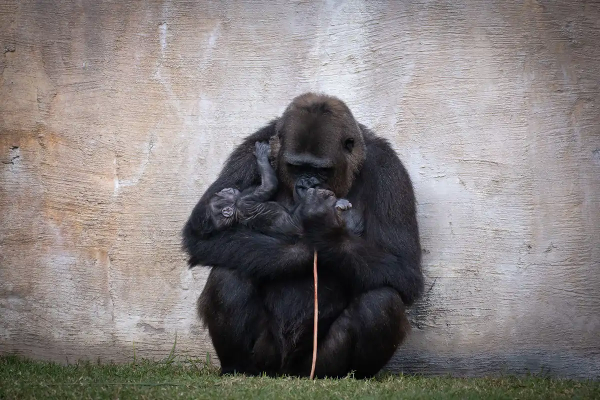 nacimiento-cria-de-gorila-en-bioparc-fuengirola-nov-2025-1-3_dac4bbc7_251205131538_1200x800.webp
