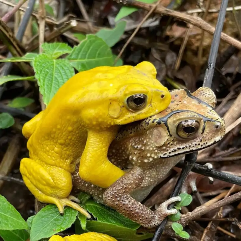 Estos sapos cambian de color para evitar confusiones al aparearse