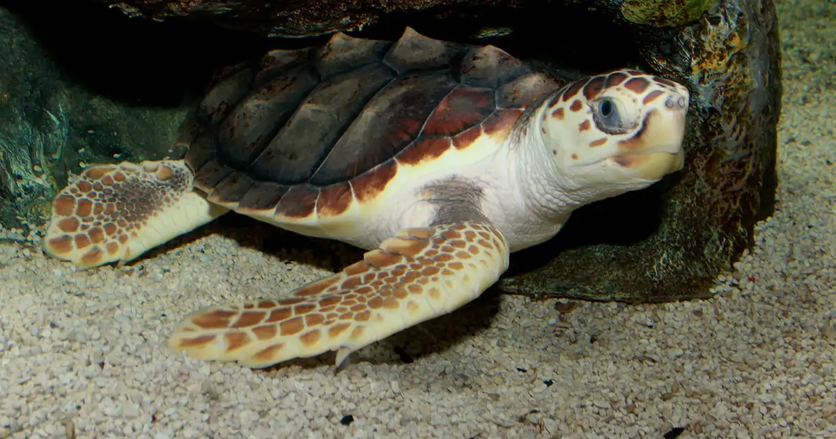 Las costas de España se están llenado de tortugas y eso no es una buena noticia