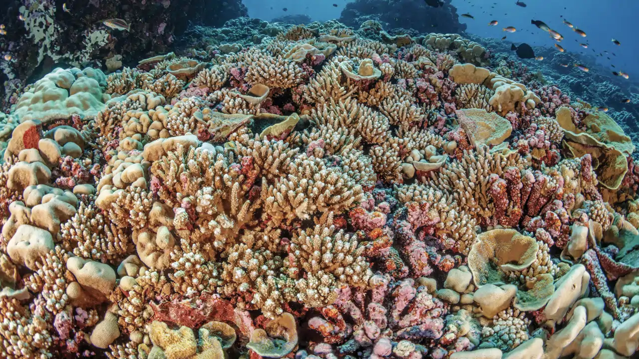 Los últimos mares prístinos del planeta