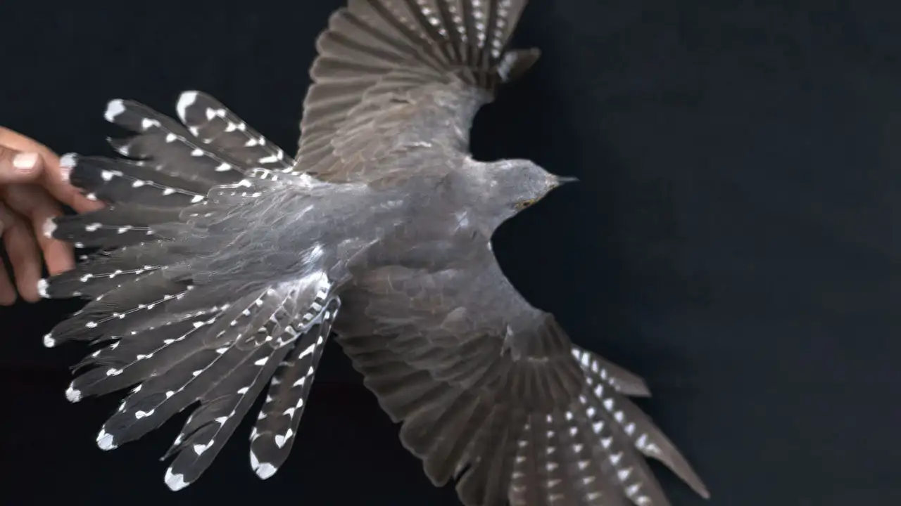 Captando el vuelo invisible de las aves