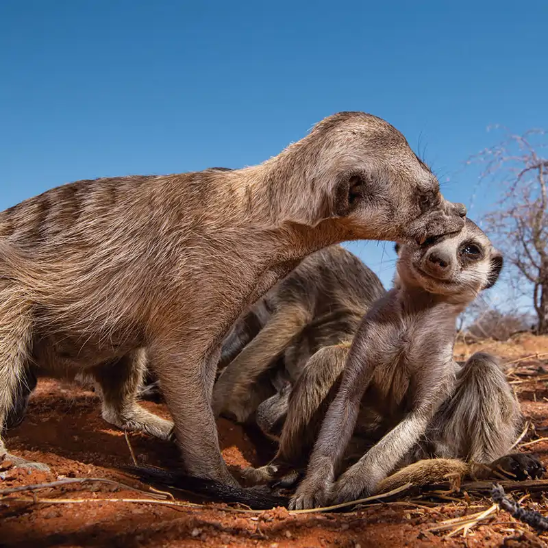 Las hembras de suricata reinan en el Kalahari