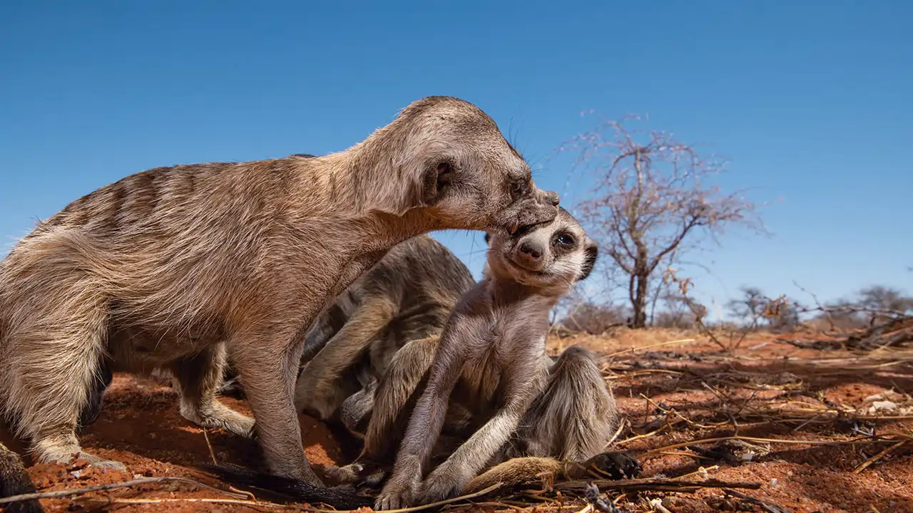 Las hembras de suricata reinan en el Kalahari