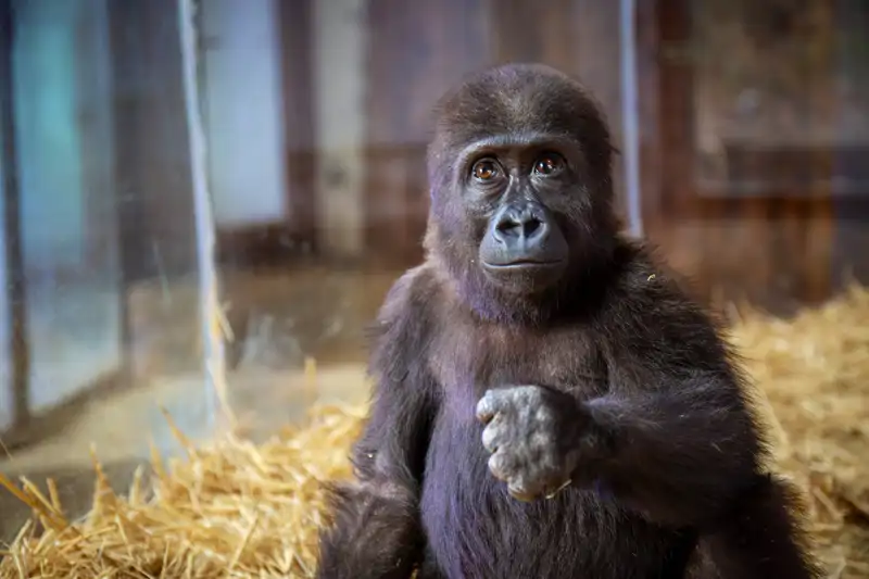 Zeytin, el bebé gorila que fue víctima de contrabando.